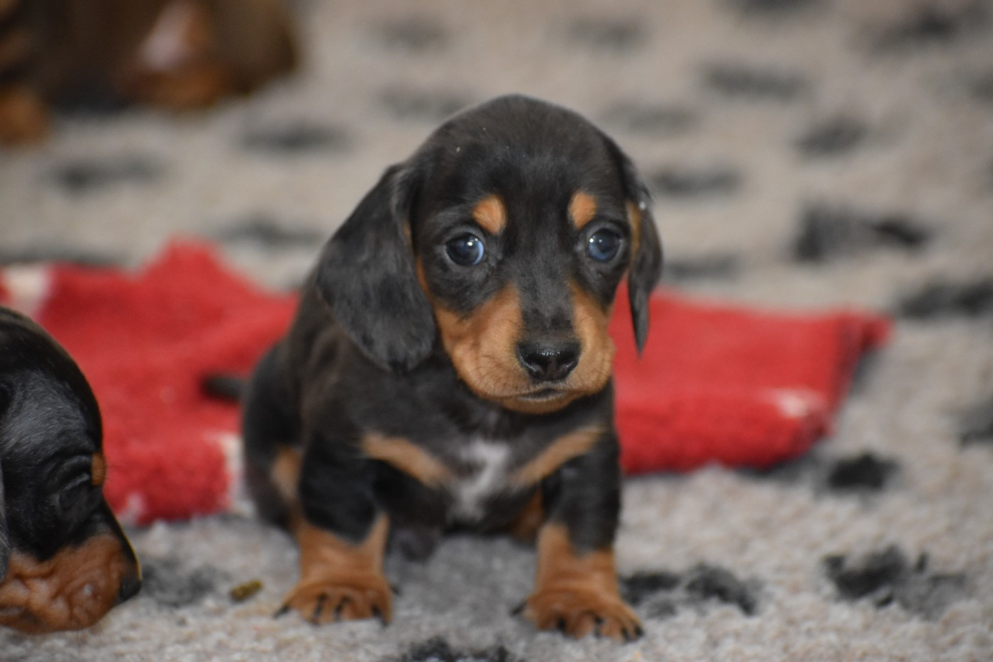 Du Moulin Sault - Chiots disponibles - Teckel poil ras