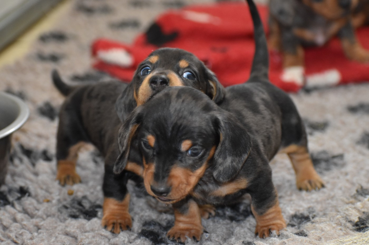 Du Moulin Sault - Chiots disponibles - Teckel poil ras