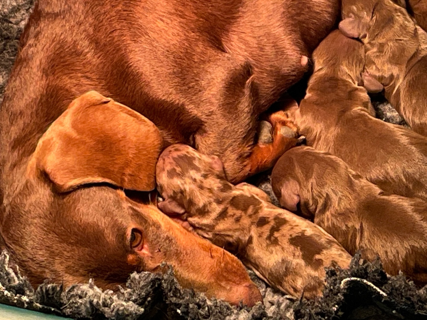 Chiot Teckel poil ras Du Moulin Sault