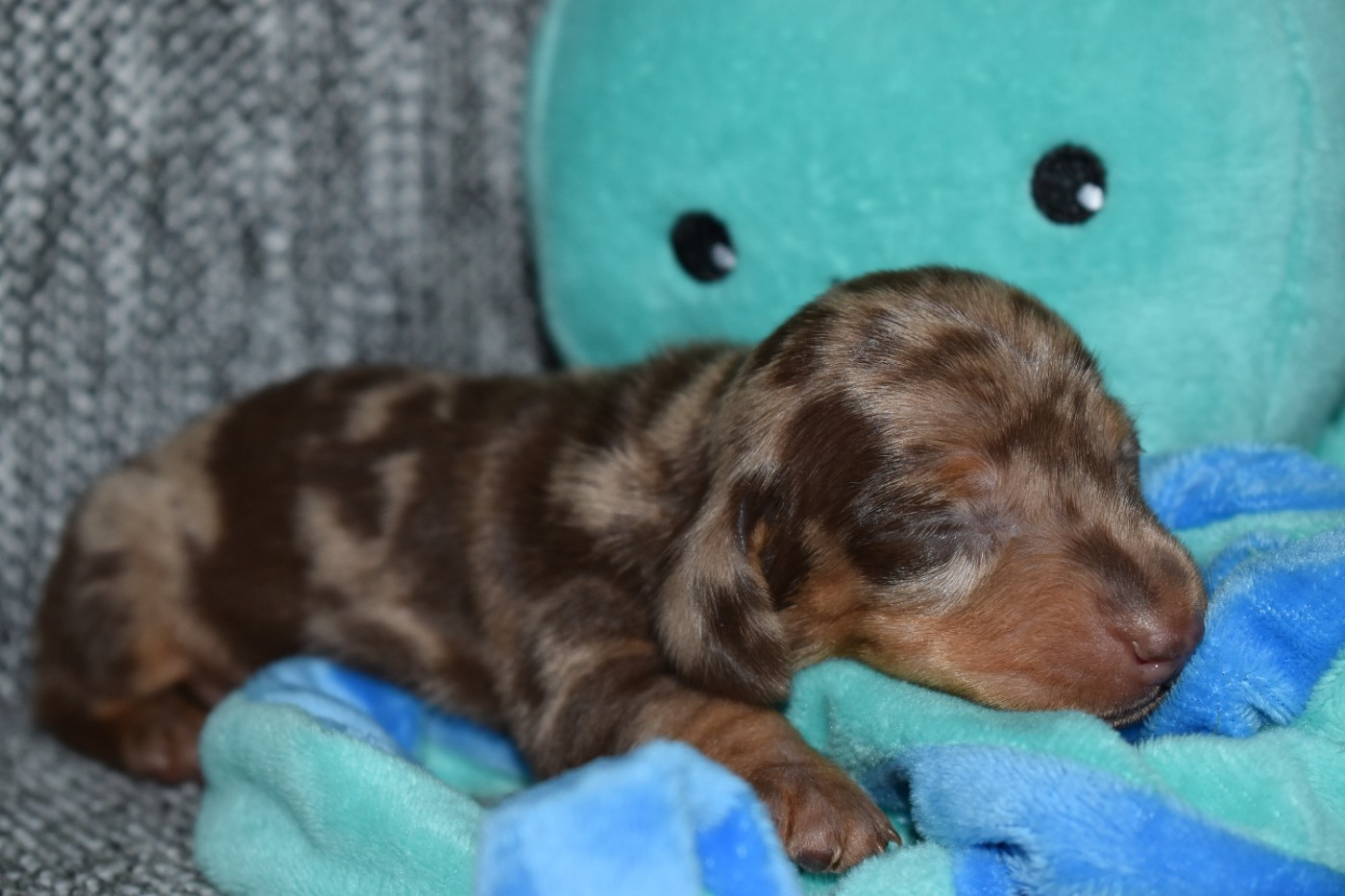 Du Moulin Sault - Chiots disponibles - Teckel poil ras