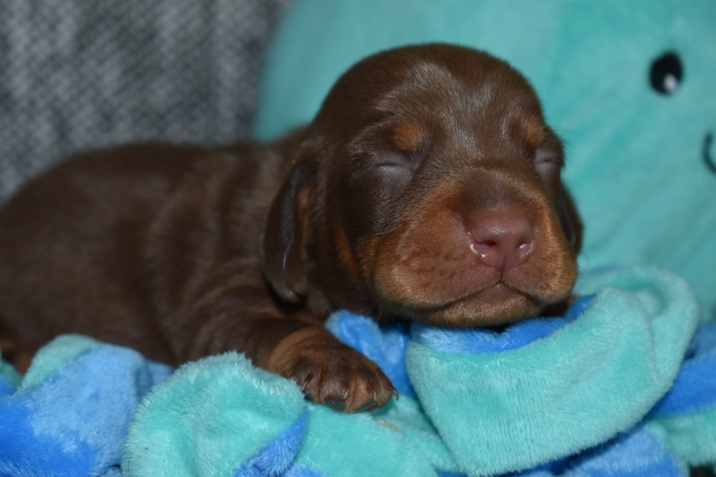 Du Moulin Sault - Chiots disponibles - Teckel poil ras