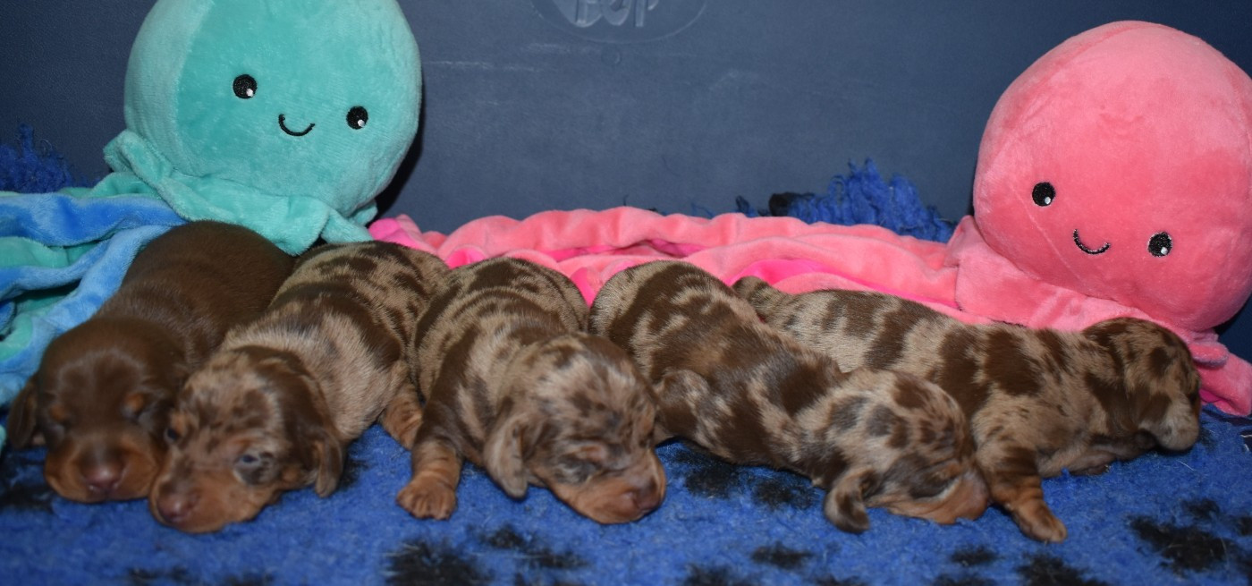 Chiot Teckel poil ras Du Moulin Sault