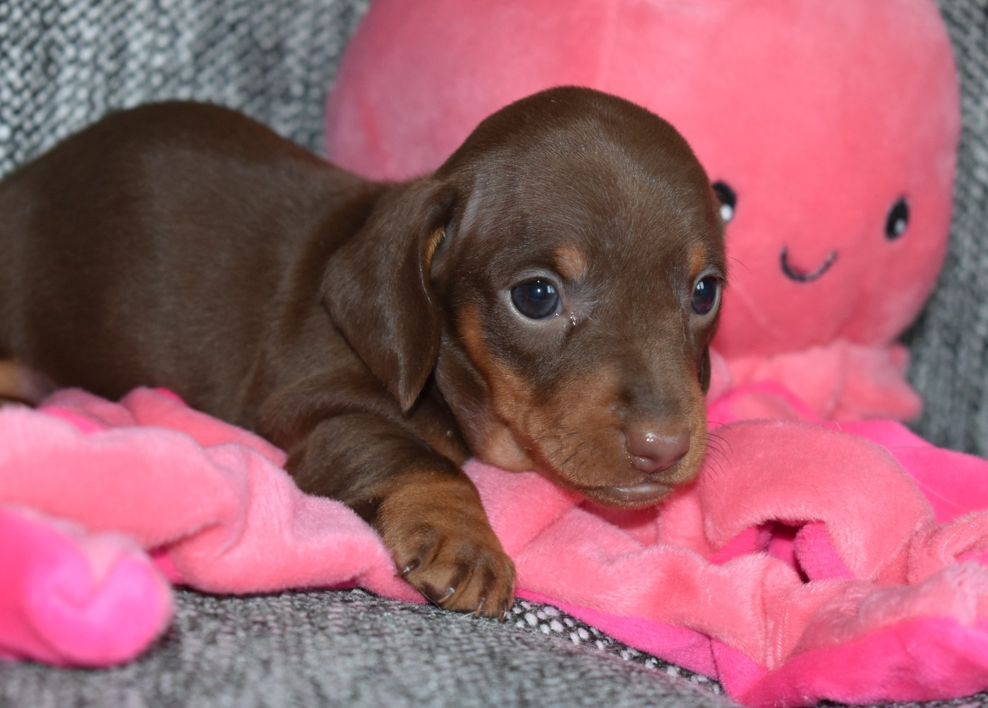 Du Moulin Sault - Chiots disponibles - Teckel poil ras