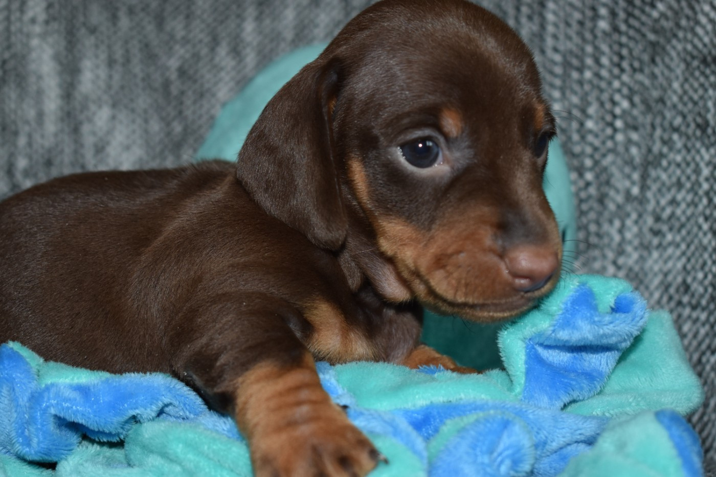 Du Moulin Sault - Chiots disponibles - Teckel poil ras