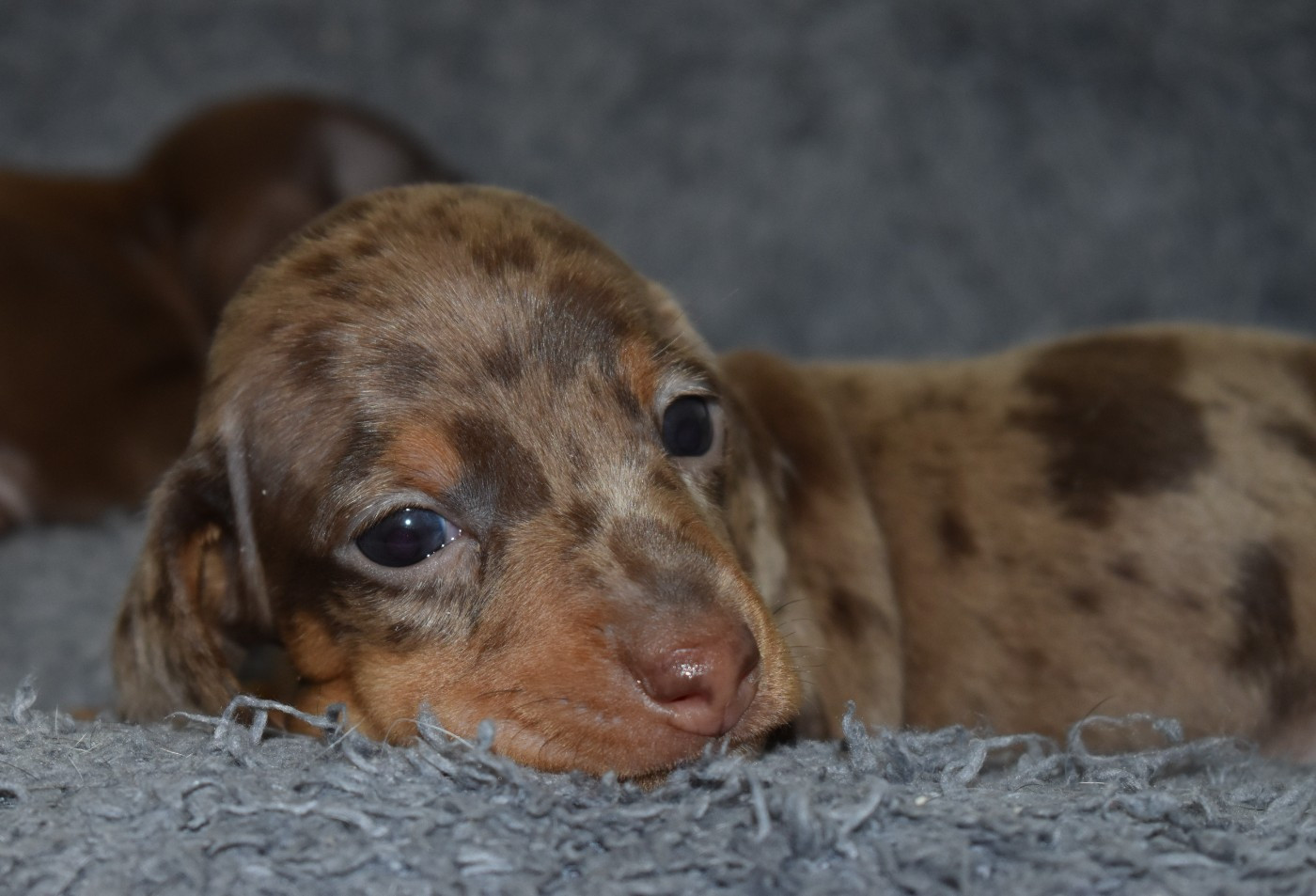 Du Moulin Sault - Chiots disponibles - Teckel poil ras