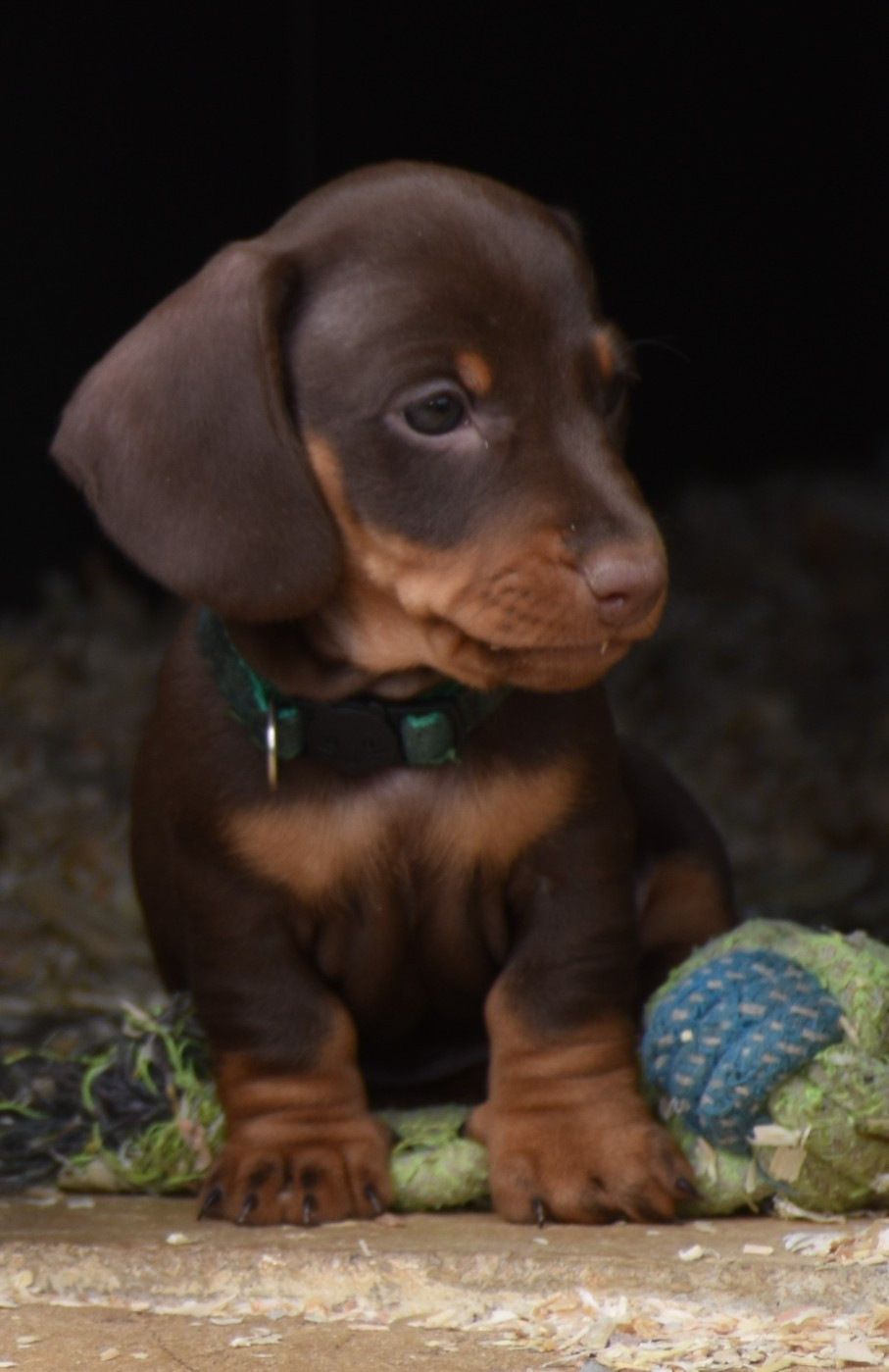 Du Moulin Sault - Chiots disponibles - Teckel poil ras