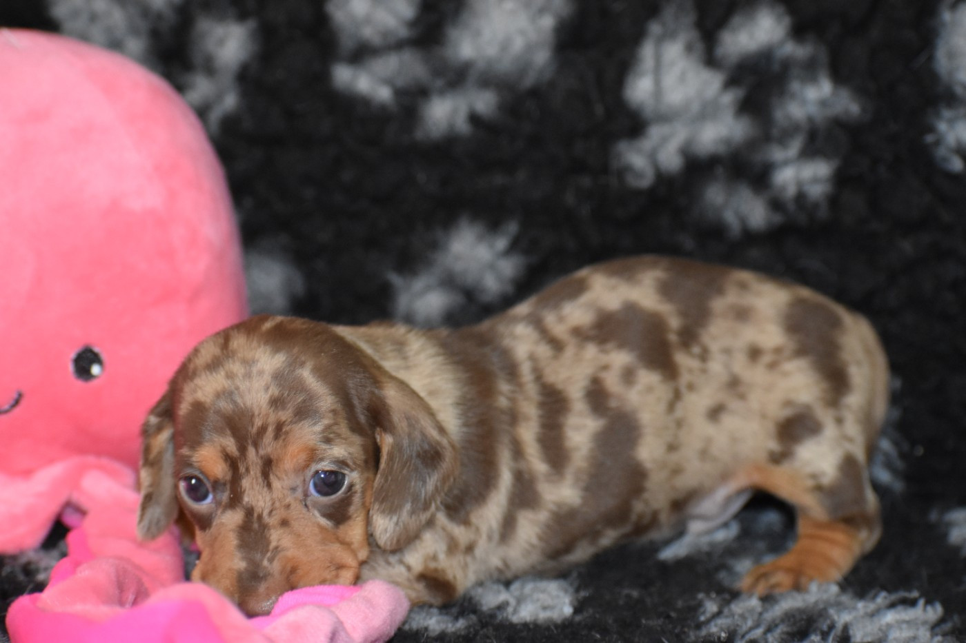Du Moulin Sault - Chiots disponibles - Teckel poil ras