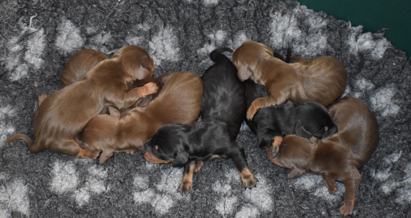 Du Moulin Sault - Chiots disponibles - Teckel poil ras