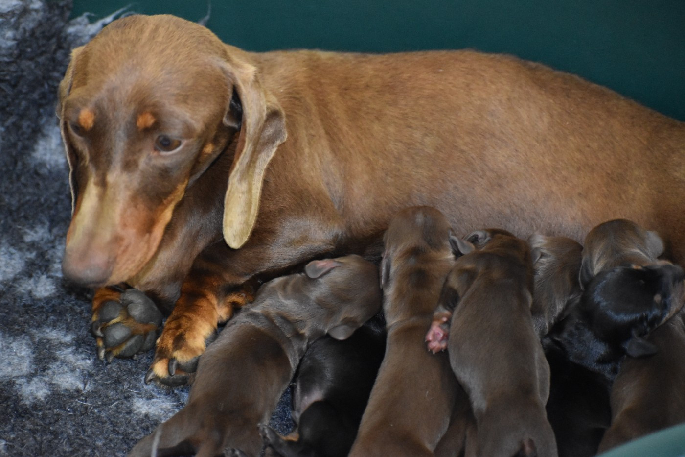 Du Moulin Sault - Chiots disponibles - Teckel poil ras