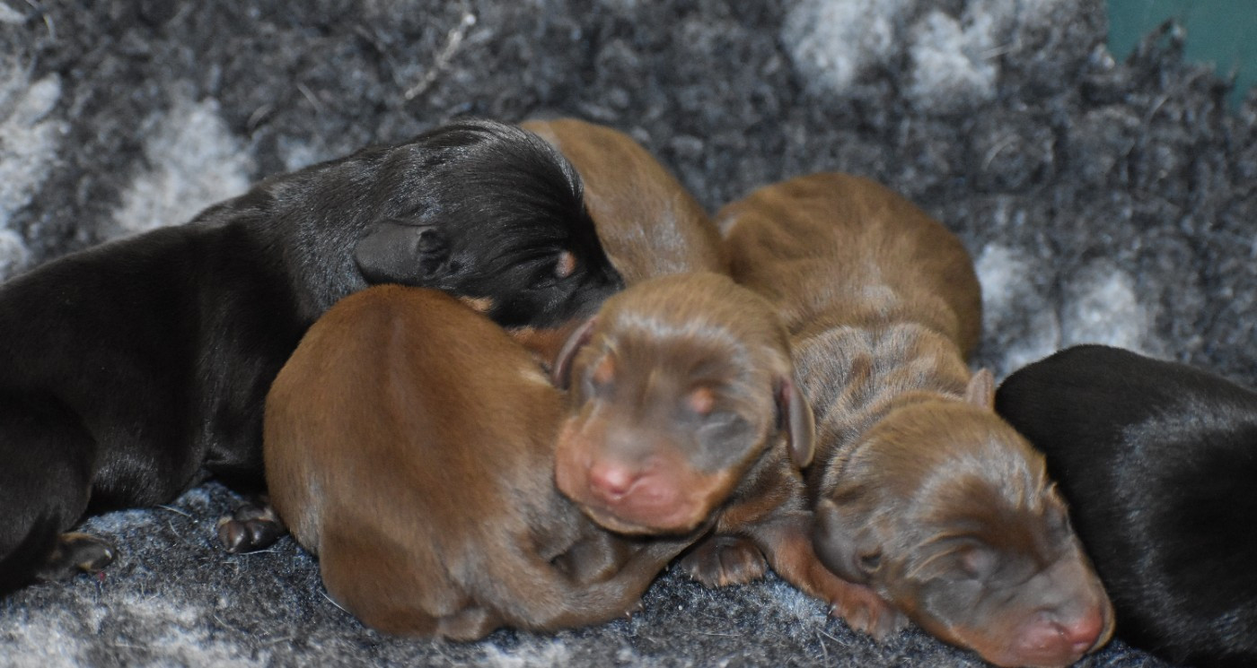 Du Moulin Sault - Chiots disponibles - Teckel poil ras
