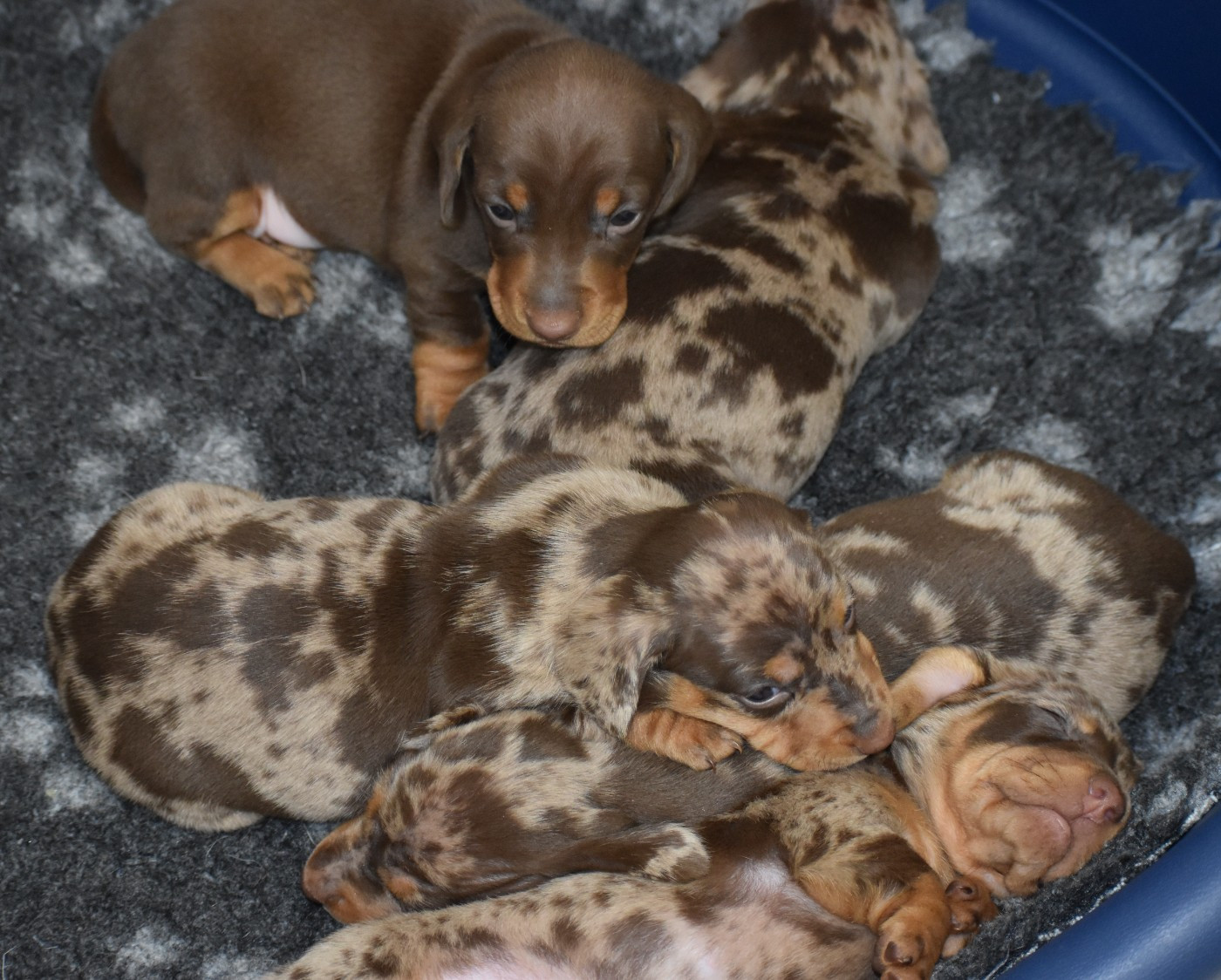 Chiot Teckel poil ras Du Moulin Sault