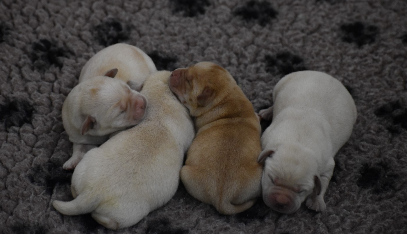 Du Moulin Sault - Chiots disponibles - Labrador Retriever