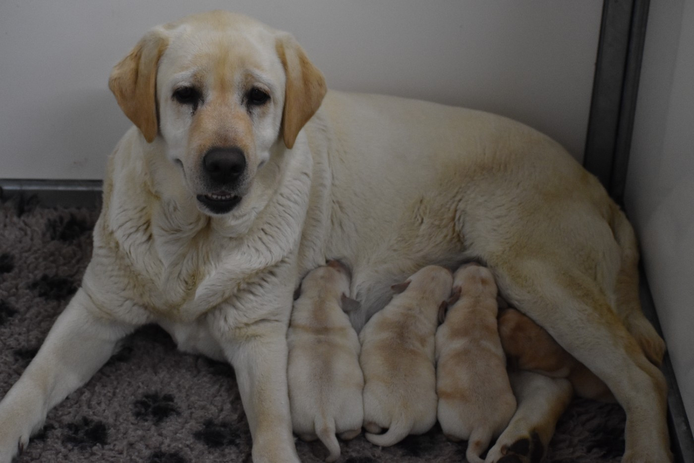 Du Moulin Sault - Chiots disponibles - Labrador Retriever