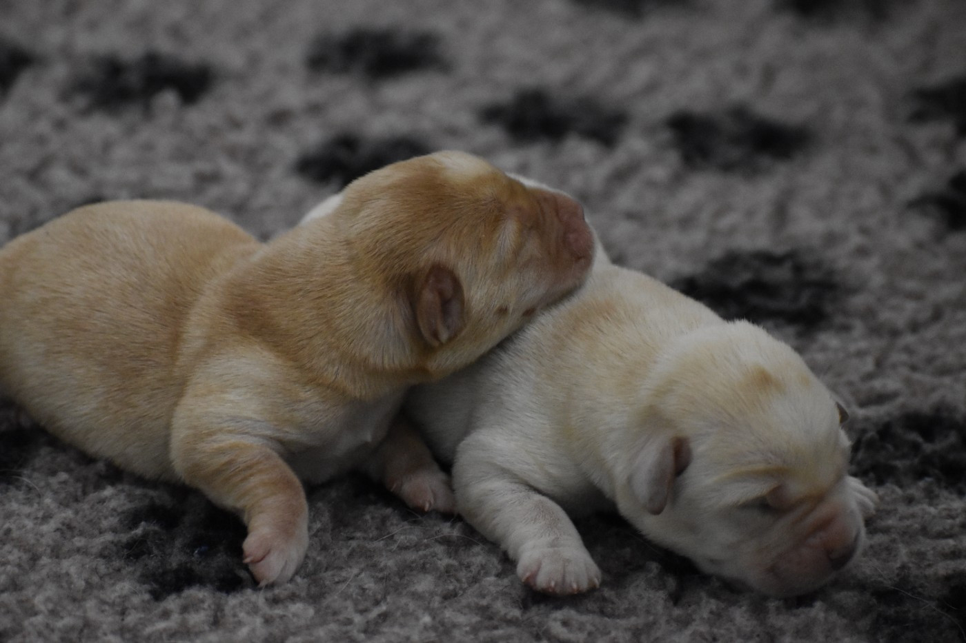 Du Moulin Sault - Chiots disponibles - Labrador Retriever