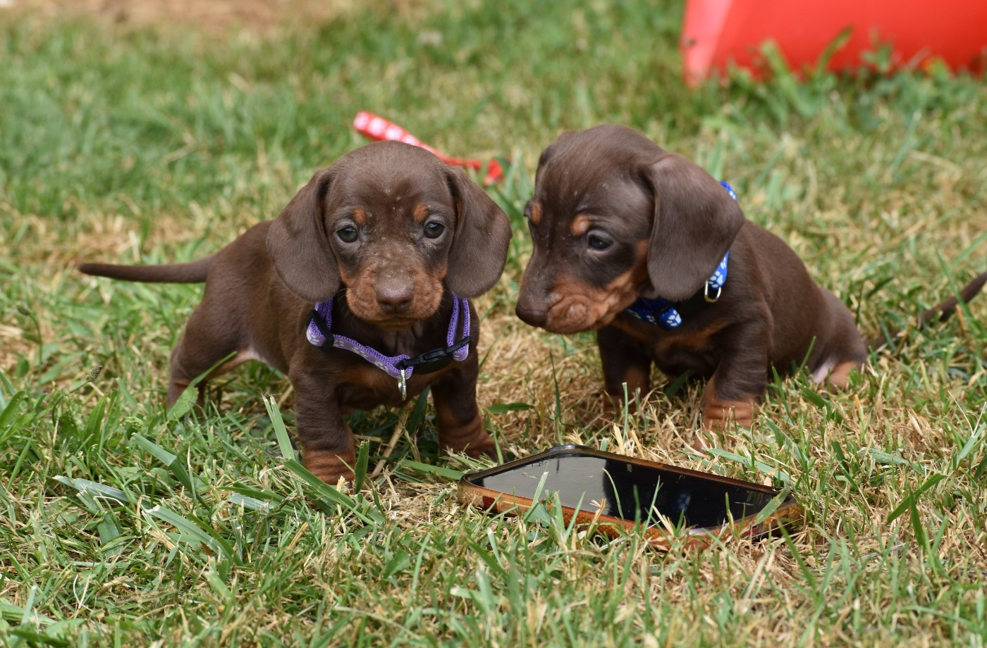 Du Moulin Sault - Chiots disponibles - Teckel poil ras
