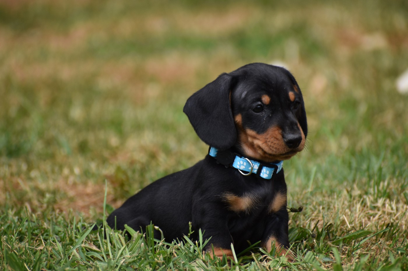 Du Moulin Sault - Chiots disponibles - Teckel poil ras