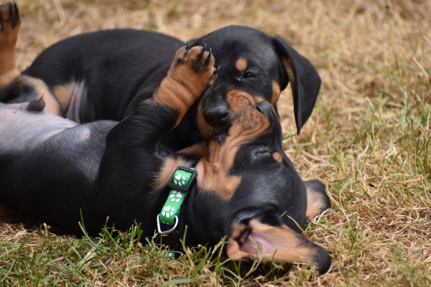 Du Moulin Sault - Chiots disponibles - Teckel poil ras