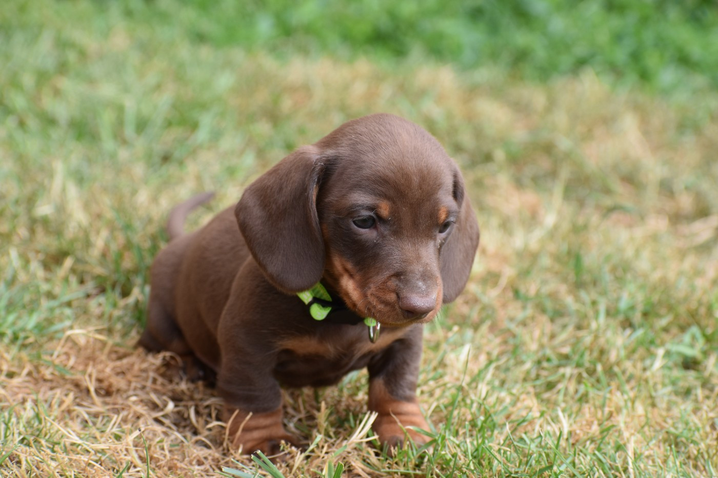 Du Moulin Sault - Chiots disponibles - Teckel poil ras