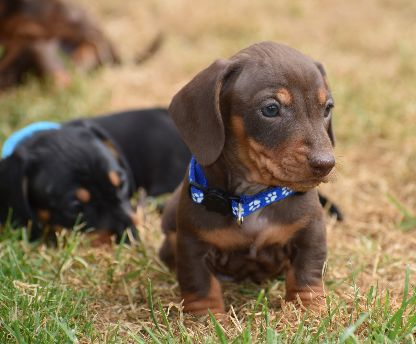 Du Moulin Sault - Chiots disponibles - Teckel poil ras