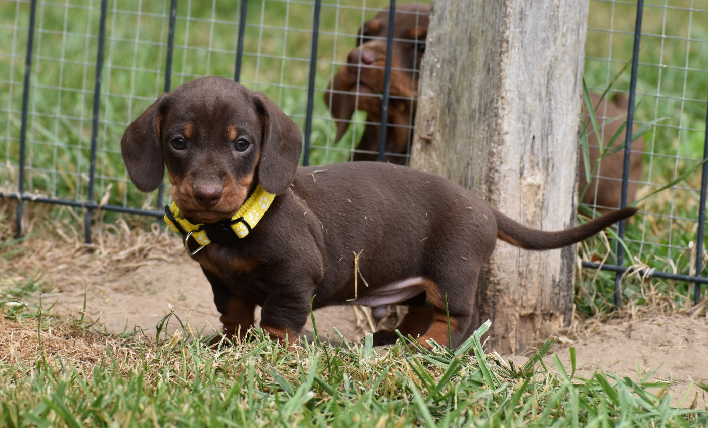 Du Moulin Sault - Chiots disponibles - Teckel poil ras