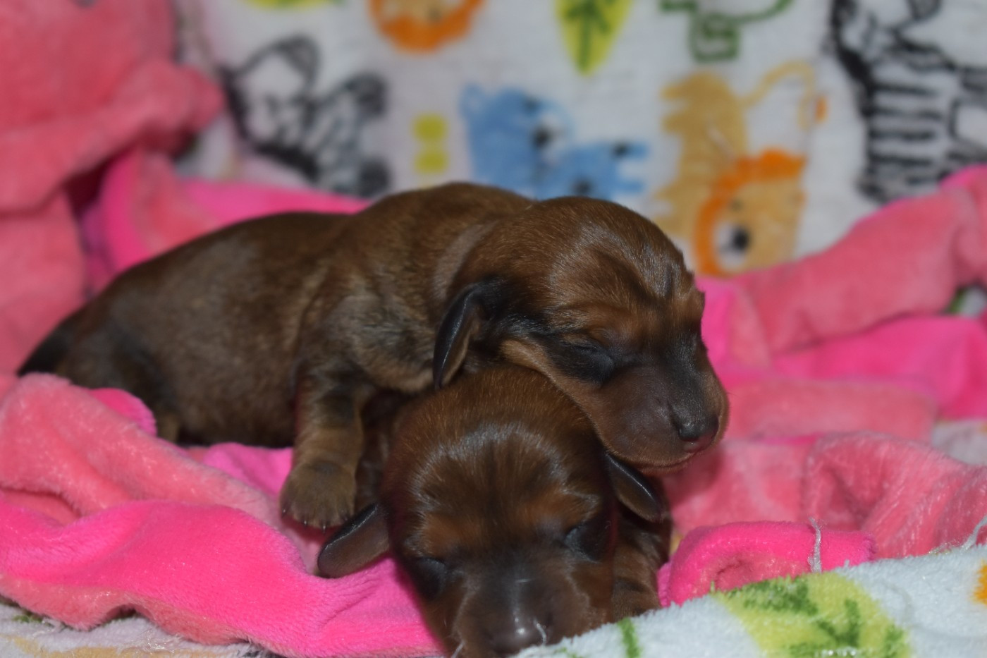 Du Moulin Sault - Chiots disponibles - Teckel poil ras