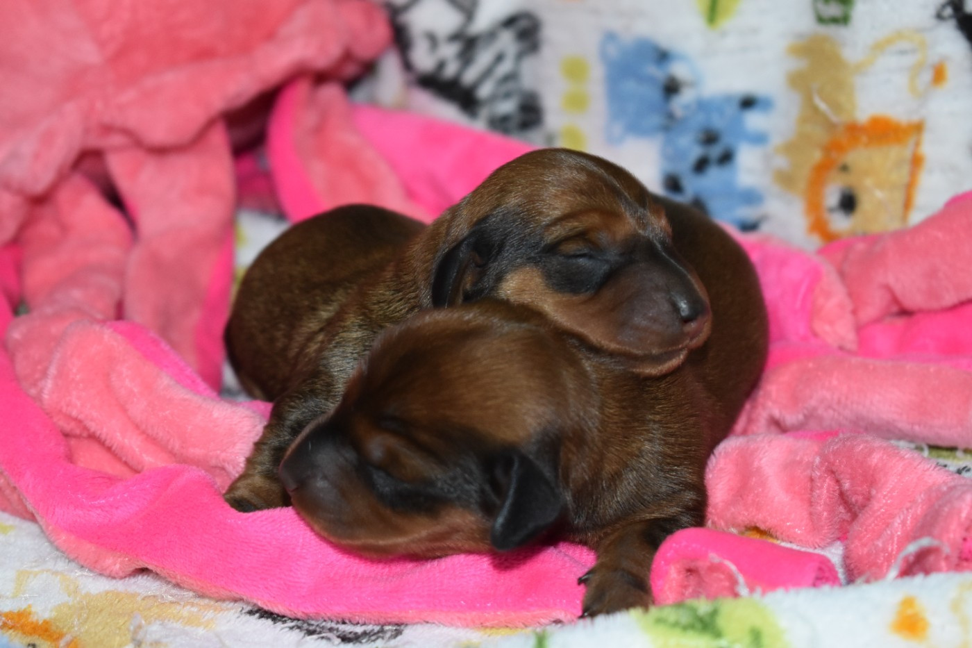 Du Moulin Sault - Chiots disponibles - Teckel poil ras