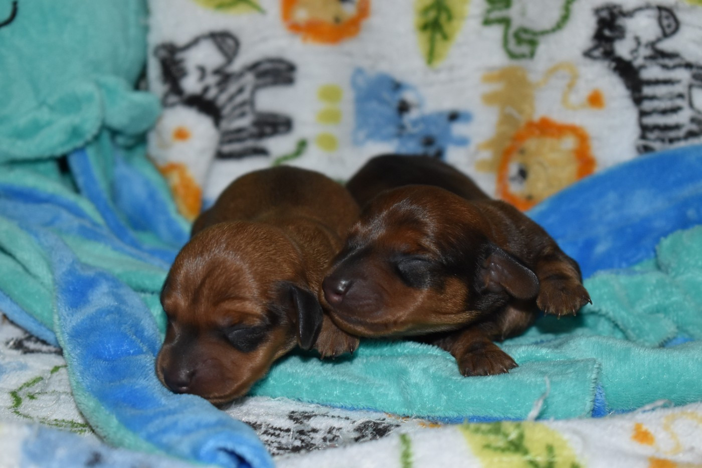 Du Moulin Sault - Chiots disponibles - Teckel poil ras