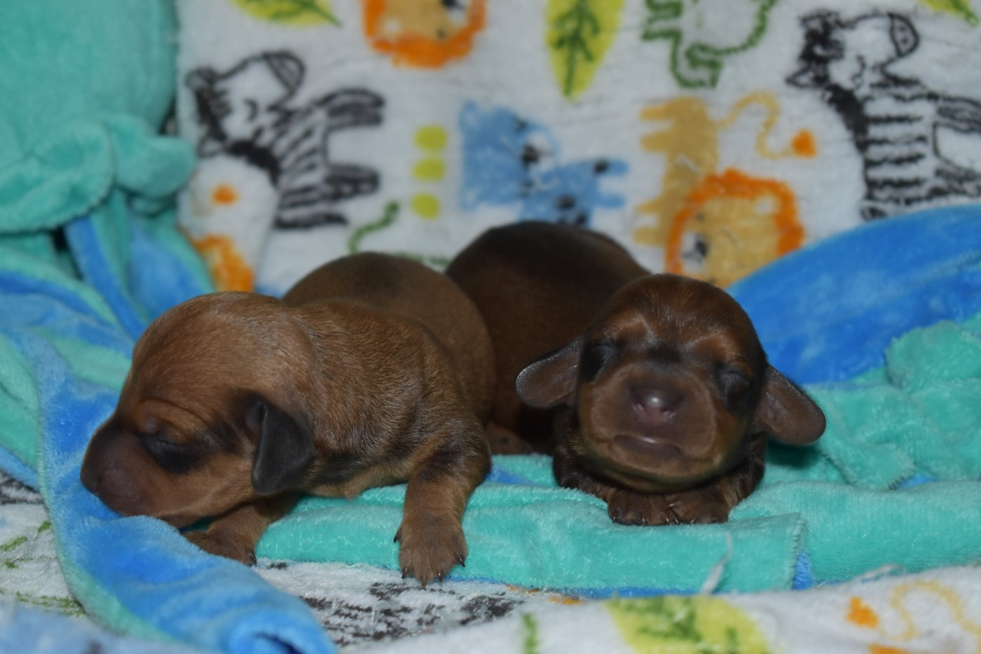 Du Moulin Sault - Chiots disponibles - Teckel poil ras