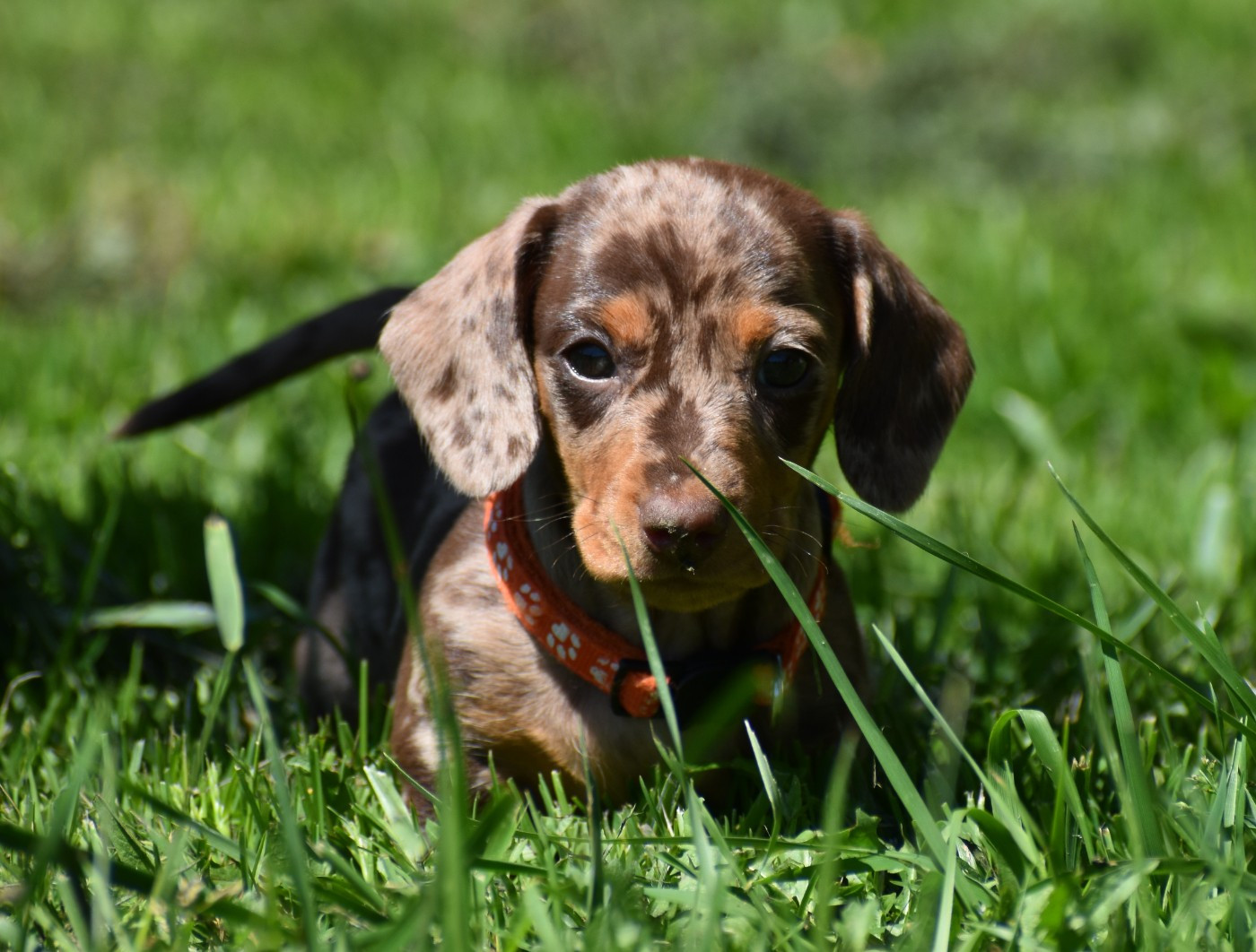 Du Moulin Sault - Chiots disponibles - Teckel poil ras