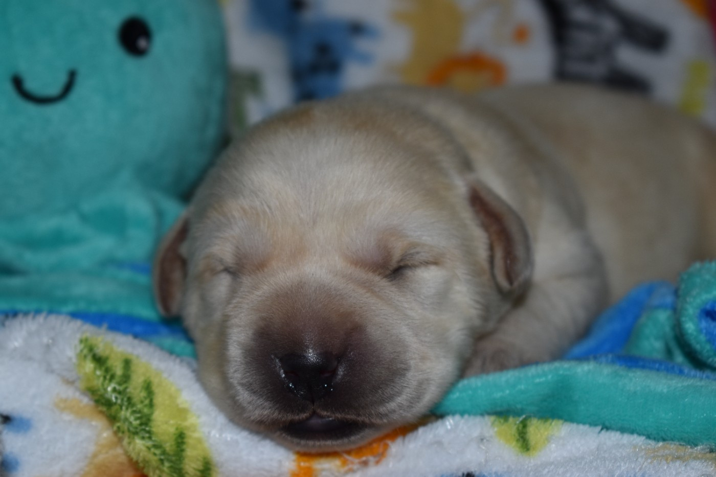 Du Moulin Sault - Chiots disponibles - Labrador Retriever