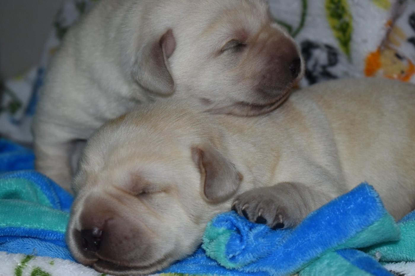 Du Moulin Sault - Chiots disponibles - Labrador Retriever