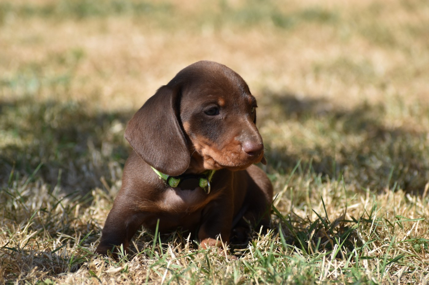 Du Moulin Sault - Chiots disponibles - Teckel poil ras