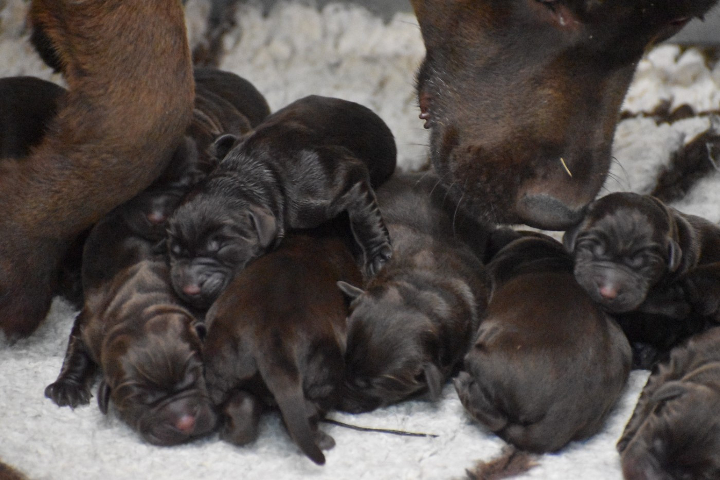 Du Moulin Sault - Chiots disponibles - Labrador Retriever