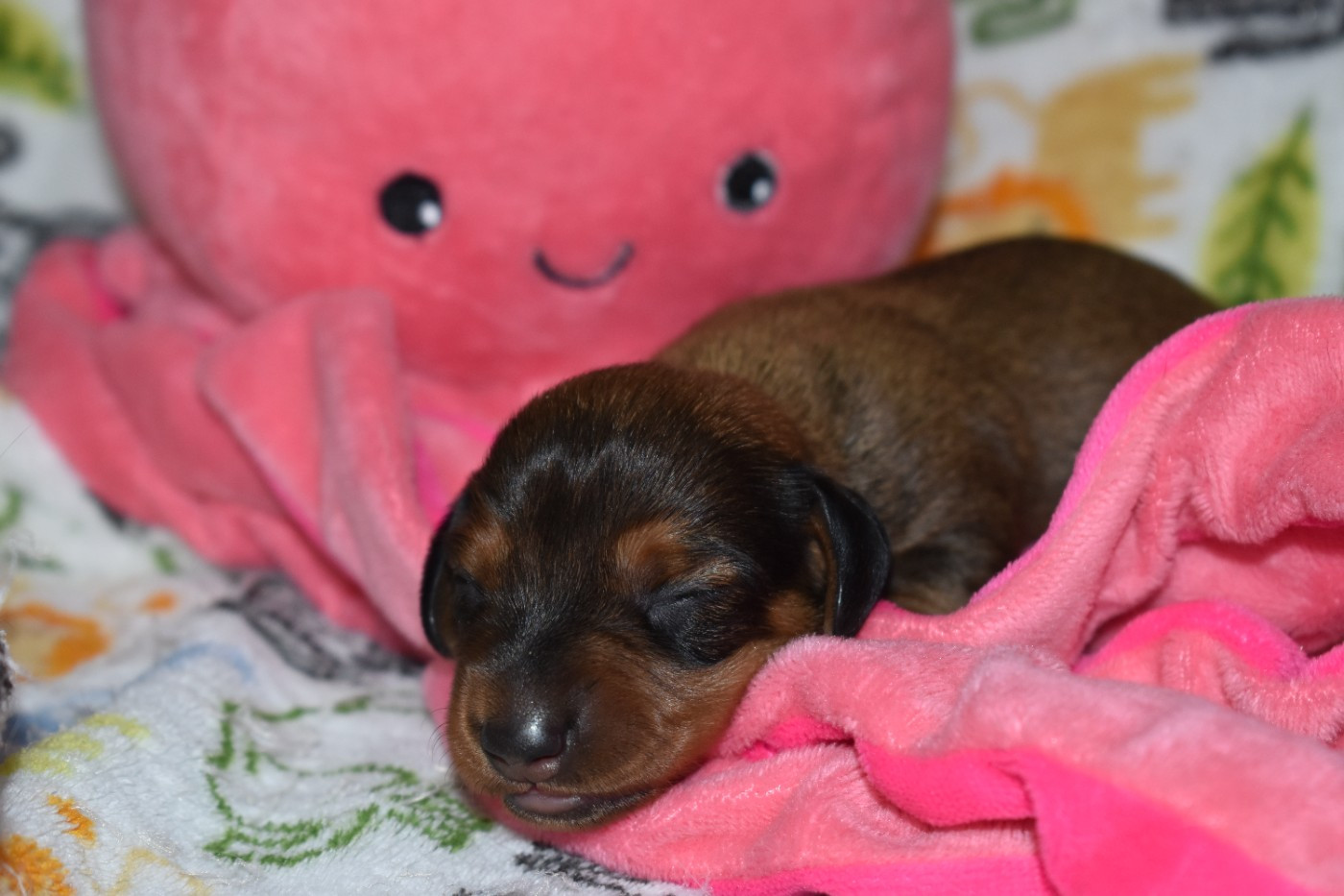 Du Moulin Sault - Chiots disponibles - Teckel poil ras