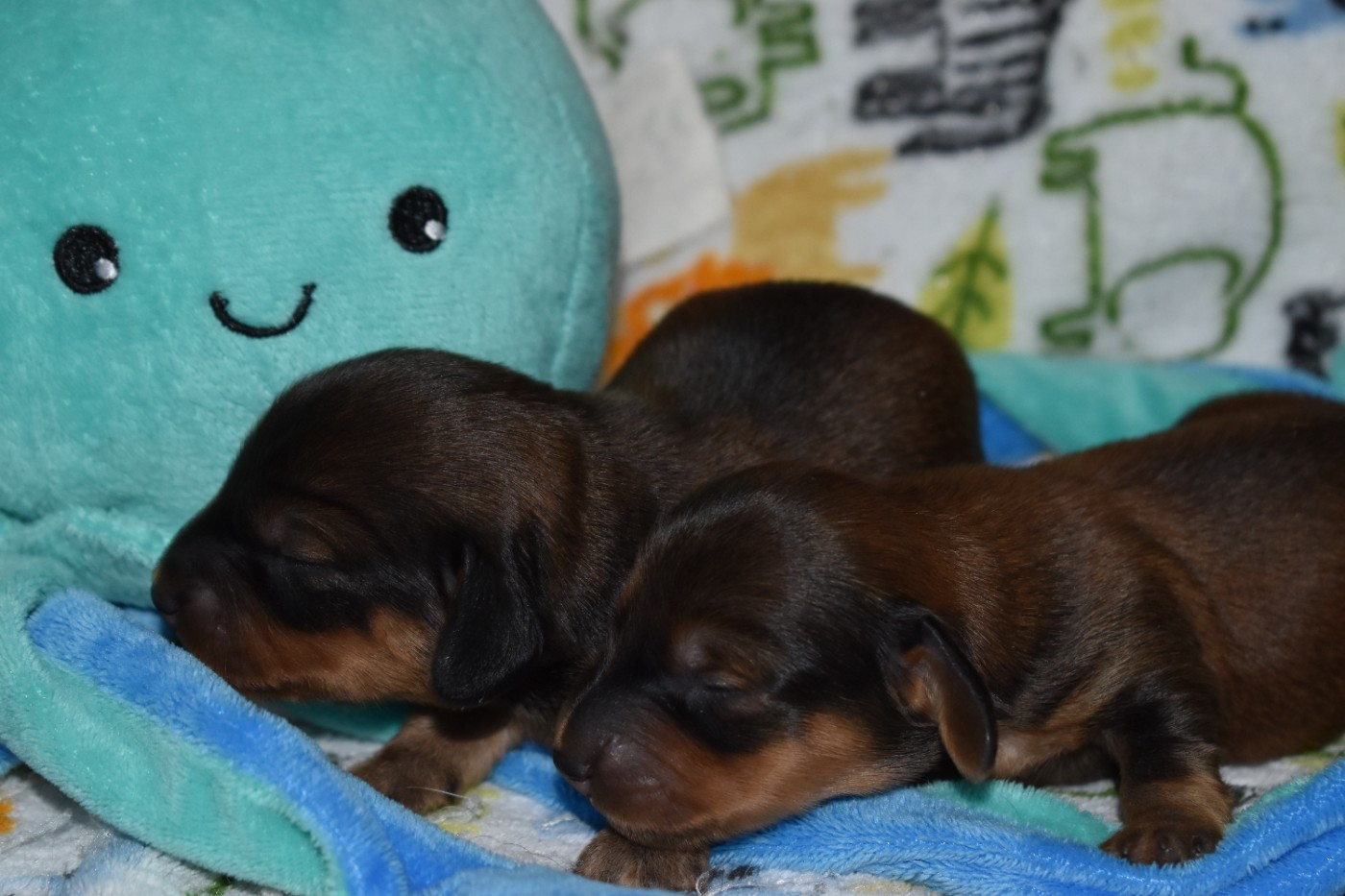 Du Moulin Sault - Chiots disponibles - Teckel poil ras