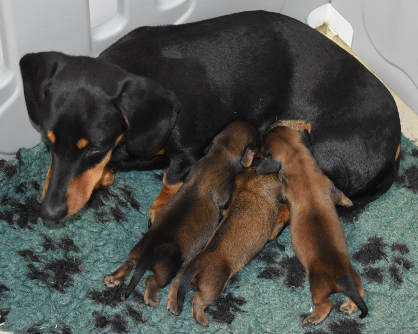 Chiot Teckel poil ras Du Moulin Sault