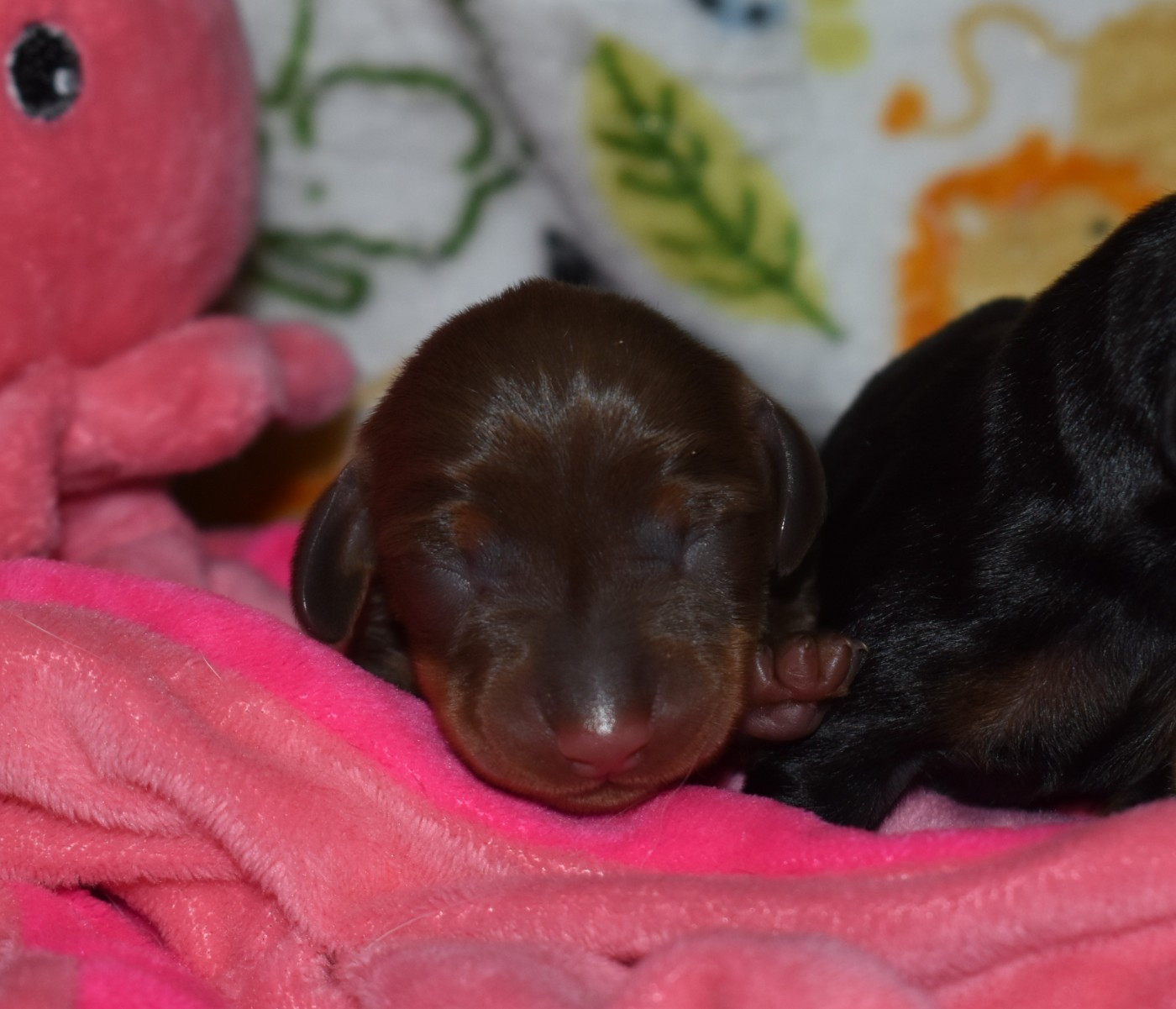 Du Moulin Sault - Chiots disponibles - Teckel poil ras