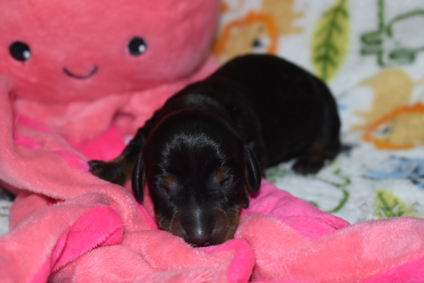 Du Moulin Sault - Chiots disponibles - Teckel poil ras