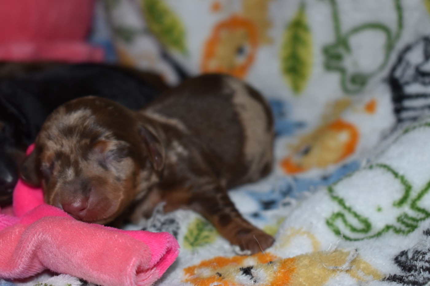 Du Moulin Sault - Chiots disponibles - Teckel poil ras