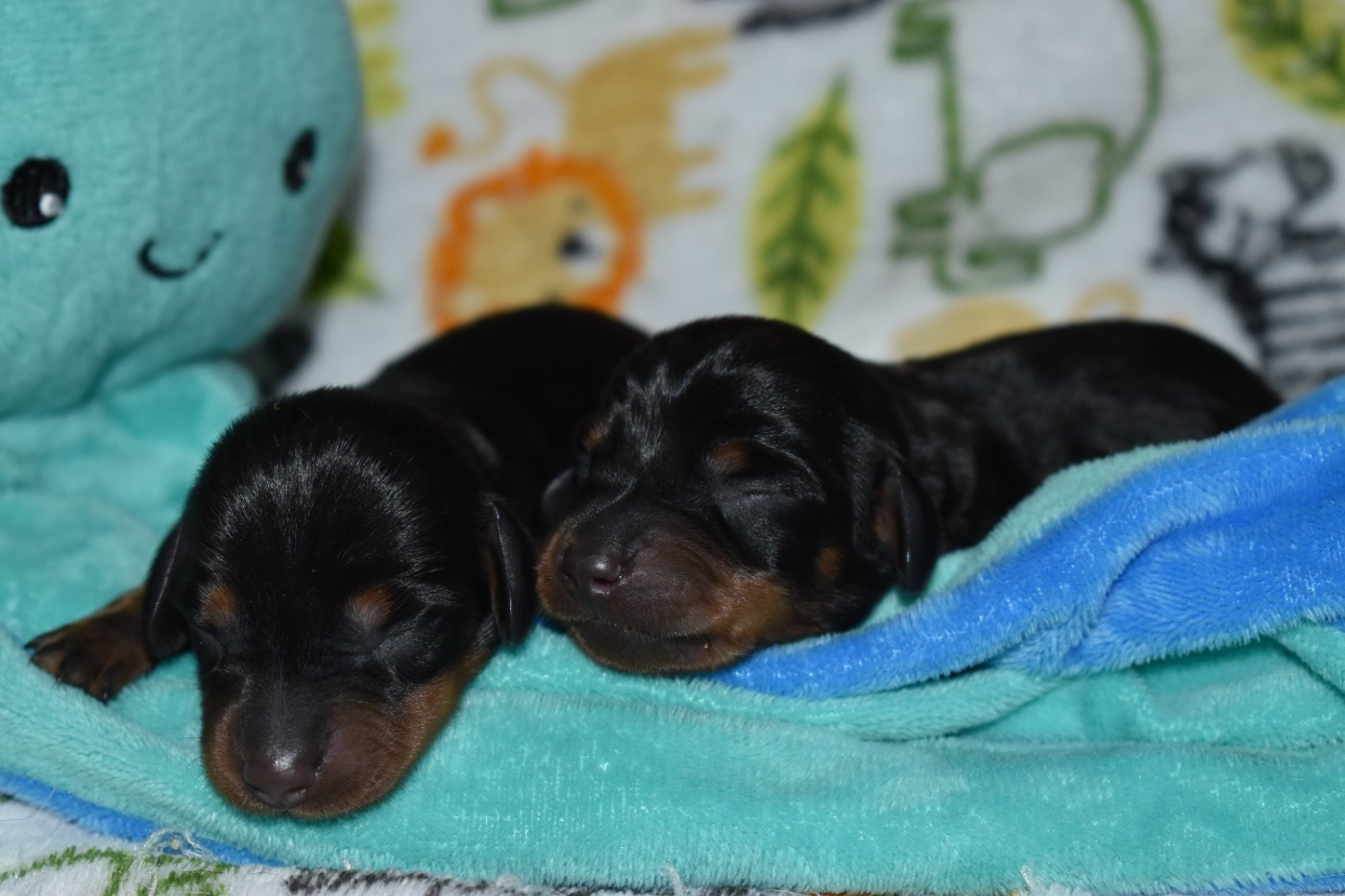 Du Moulin Sault - Chiots disponibles - Teckel poil ras