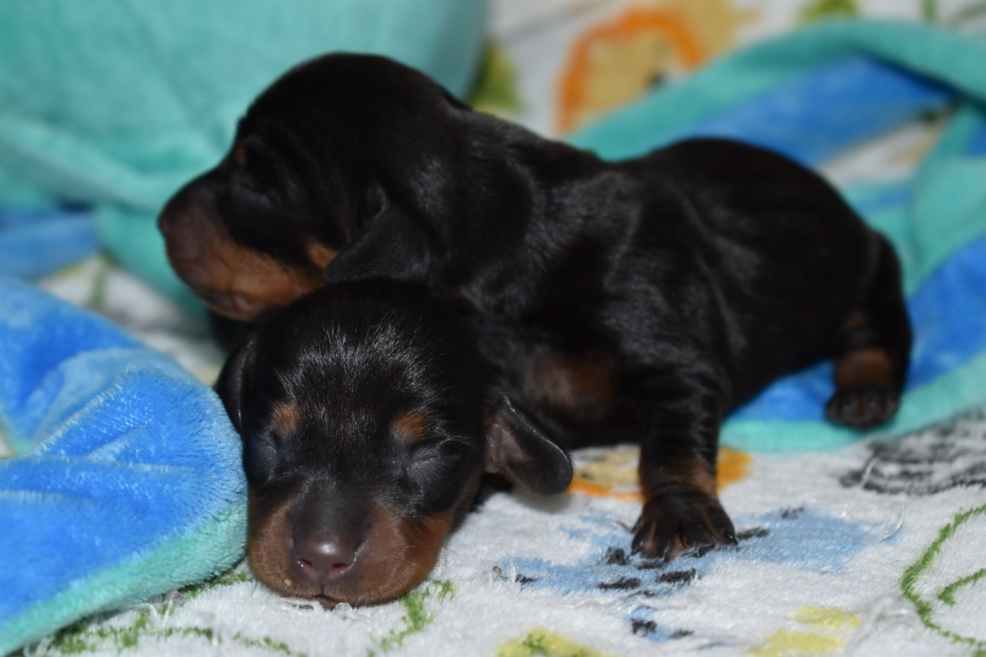 Du Moulin Sault - Chiots disponibles - Teckel poil ras