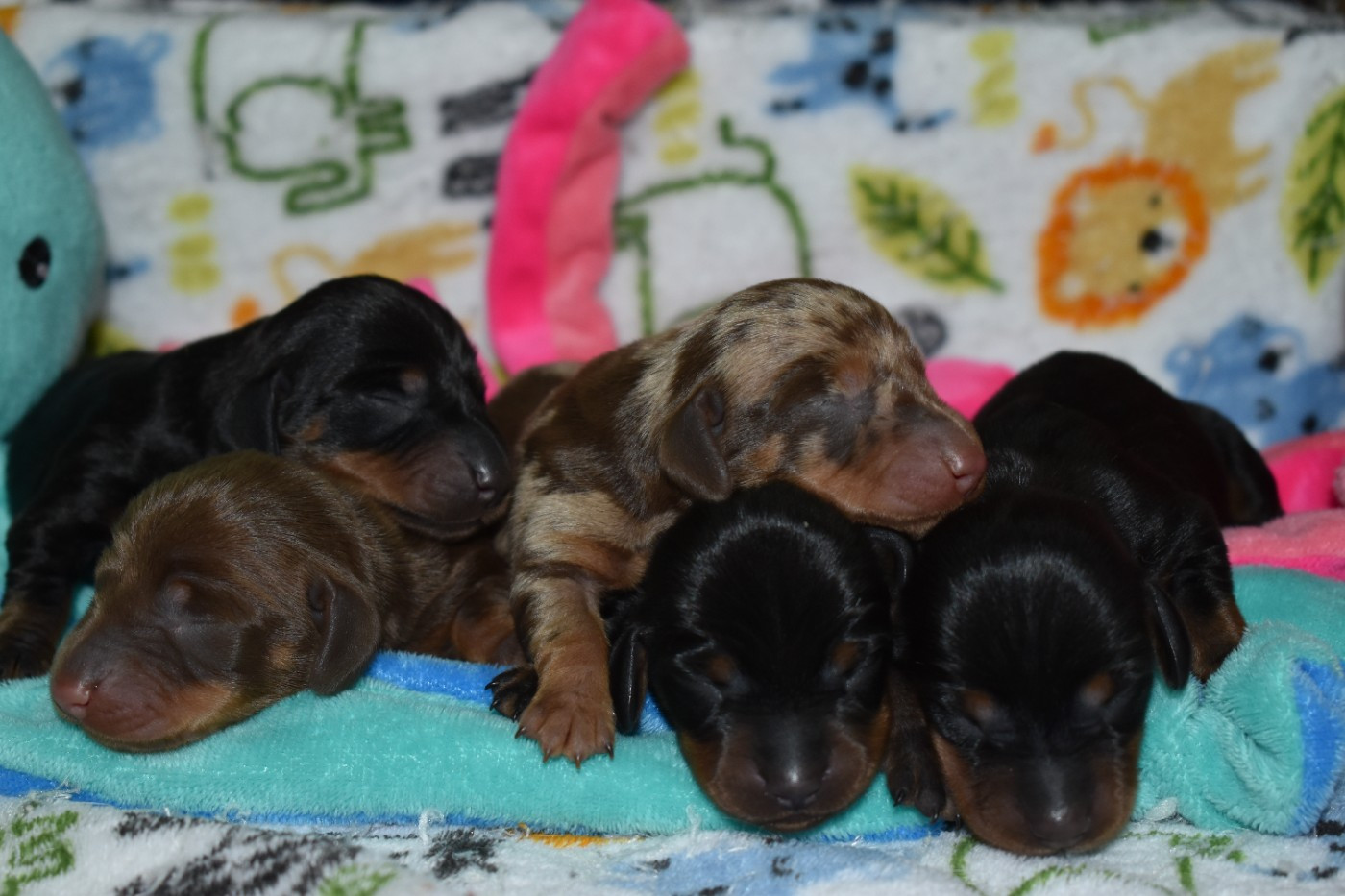 Chiot Teckel poil ras Du Moulin Sault