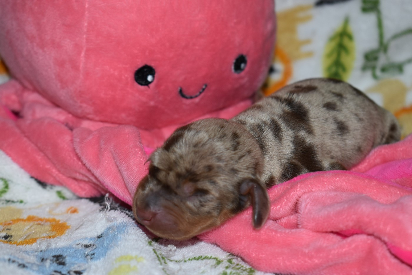 Du Moulin Sault - Chiots disponibles - Teckel poil ras
