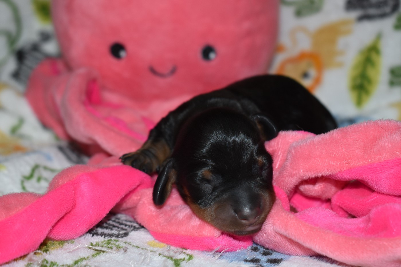 Du Moulin Sault - Chiots disponibles - Teckel poil ras
