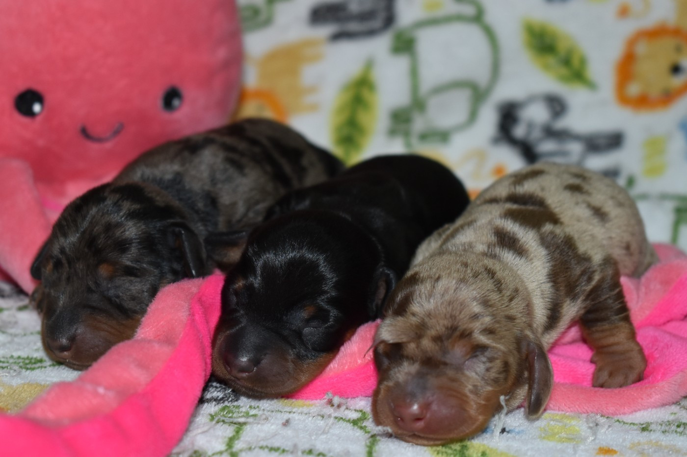 Chiot Teckel poil ras Du Moulin Sault