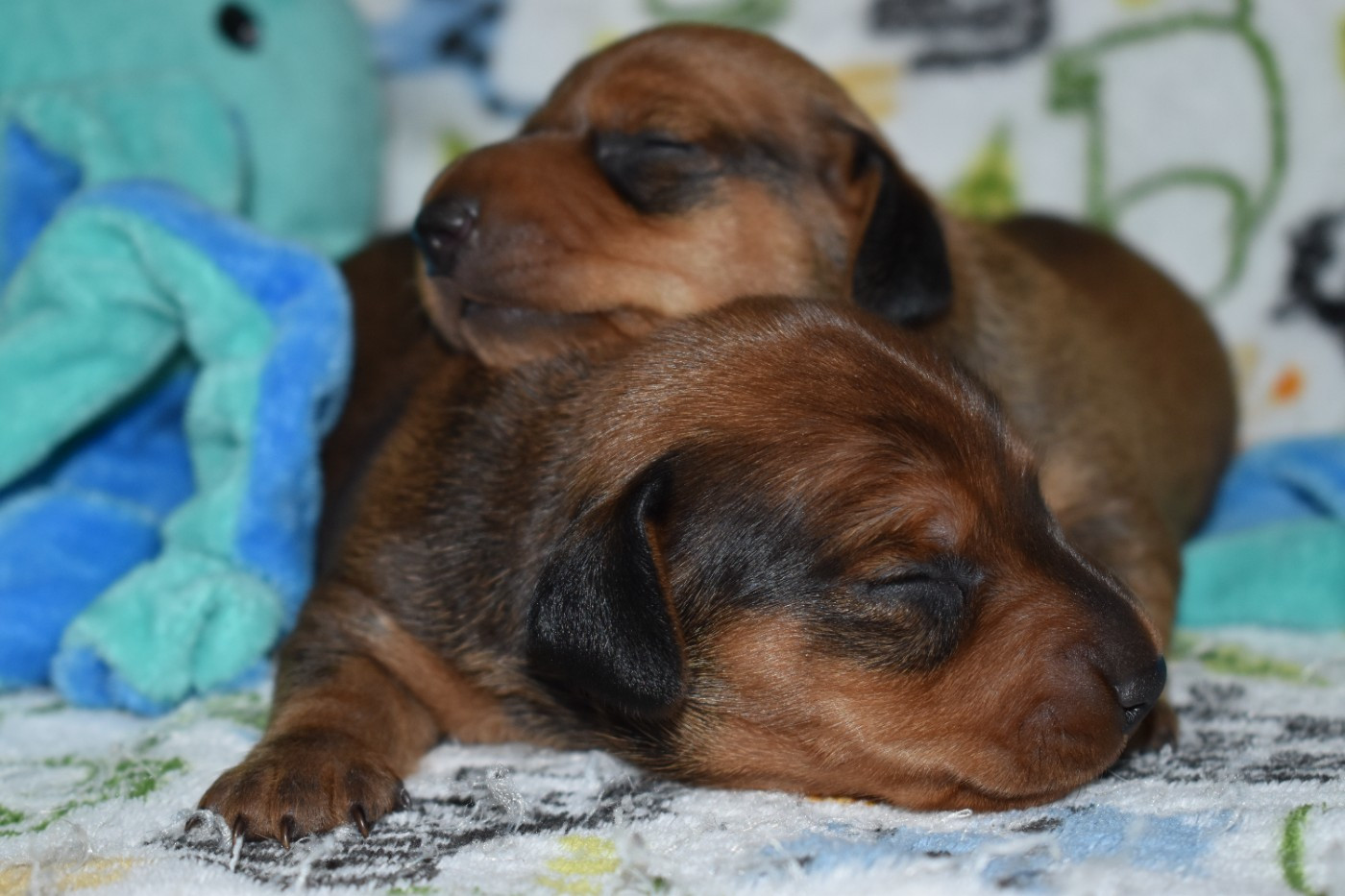 Du Moulin Sault - Chiots disponibles - Teckel poil ras