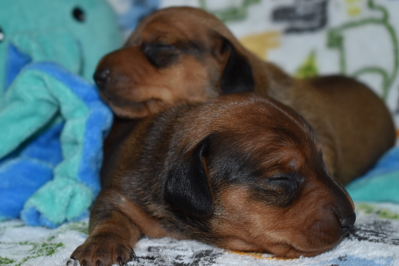 Du Moulin Sault - Chiots disponibles - Teckel poil ras