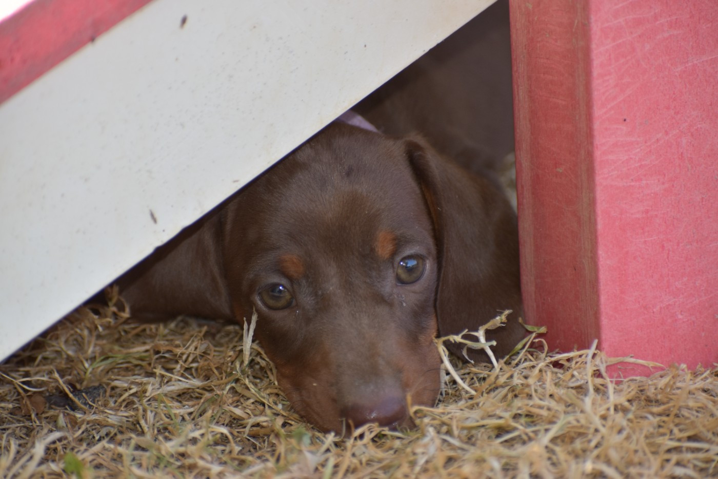 Du Moulin Sault - Chiots disponibles - Teckel poil ras