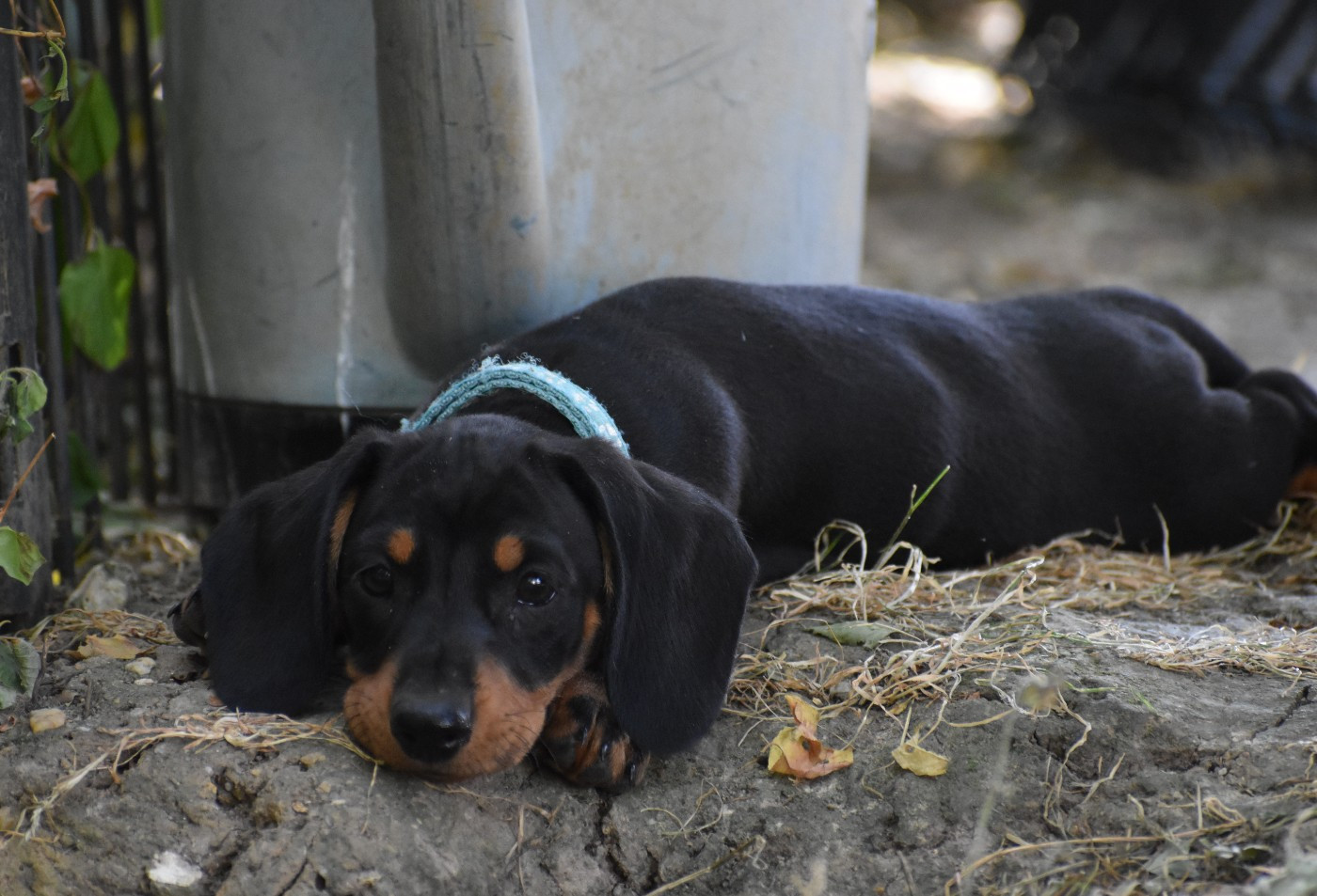 Du Moulin Sault - Chiots disponibles - Teckel poil ras