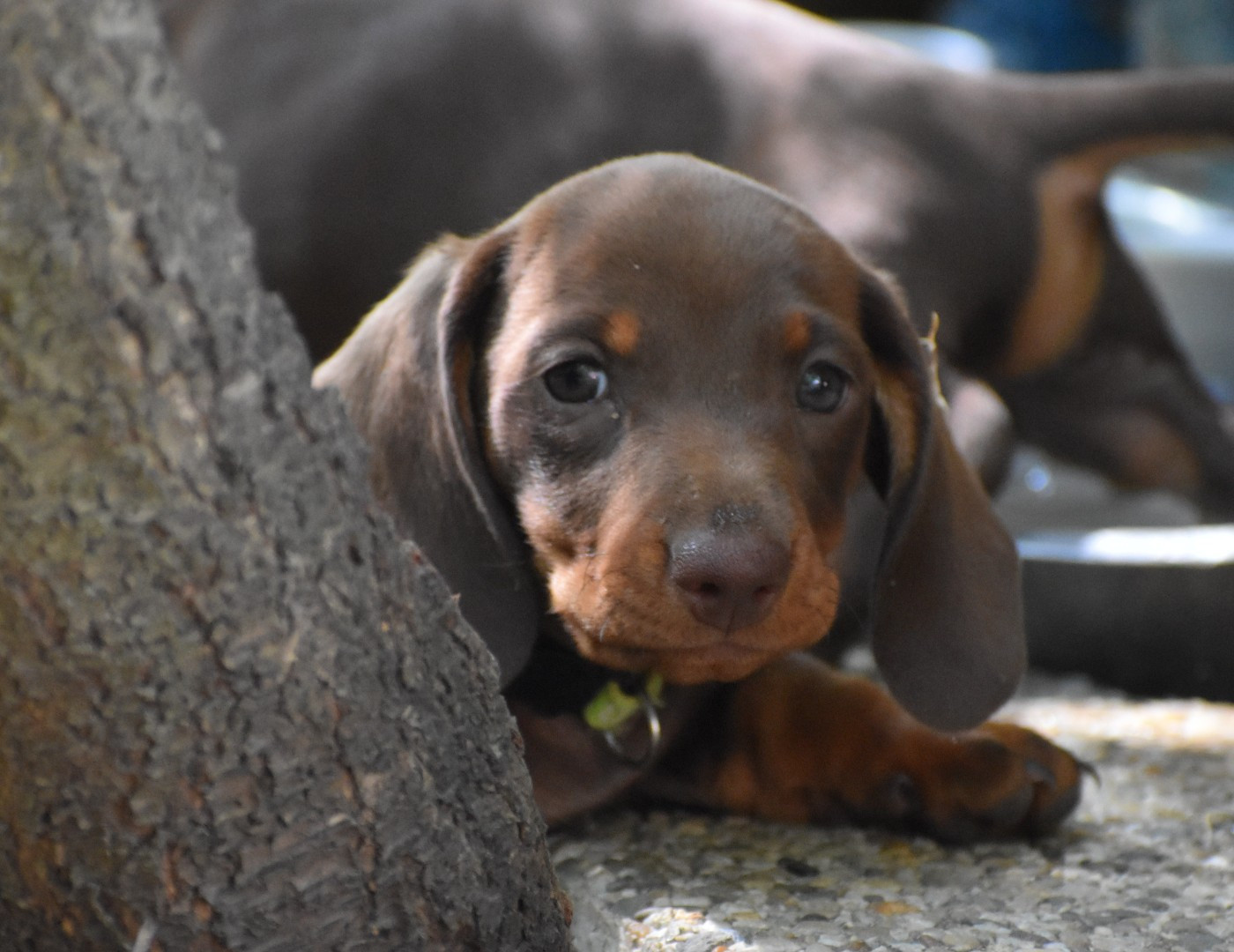 Du Moulin Sault - Chiots disponibles - Teckel poil ras
